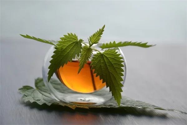 アクセントプランツ10選：プロ愛用の植物で庭が一気にオシャレに