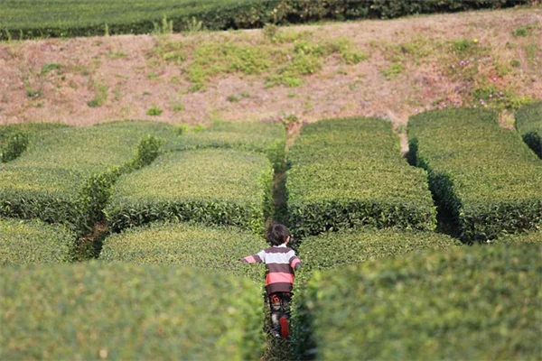 アクセントプランツ10選：プロ愛用の植物で庭が一気にオシャレに