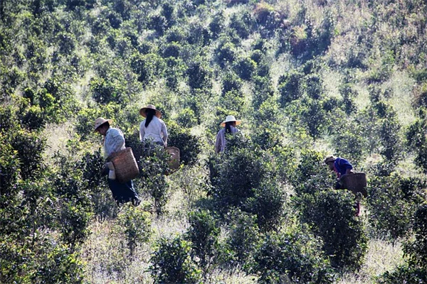 観葉植物の育て方、基本の3つのルールで初心者も安心