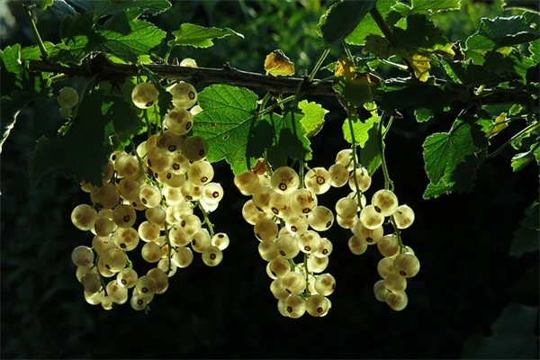 6月のガーデンギャップを埋める7種の花