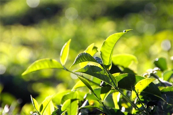 4月に剪定すると後悔する5つの植物リスト