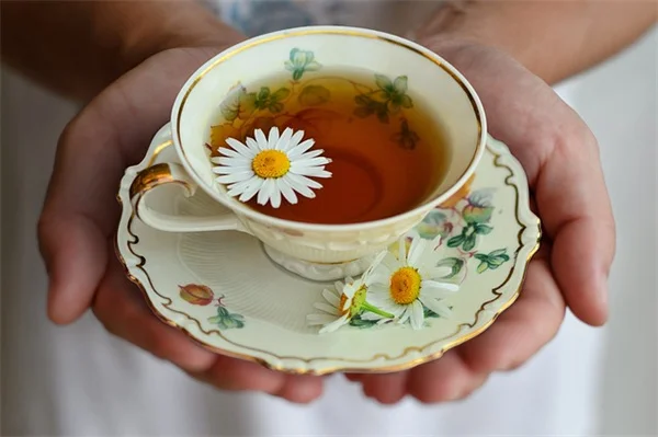 一年草は室内で越冬できる？ 冬でも花を楽しむための実践ガイド